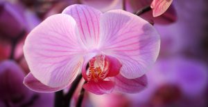 orchidée nervurée1920